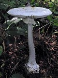 Amanita abrupta image