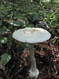 Amanita abrupta image