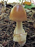 Amanita amerifulva image