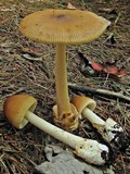 Amanita amerifulva image