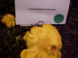Cantharellus formosus image