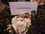 Cantharellus subalbidus image