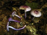 Inocybe lilacina image