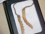 Ophiocordyceps sinensis image