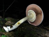 Agaricus placomyces image
