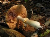 Cortinarius caperatus image