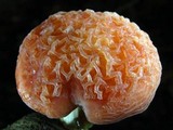 Rhodotus palmatus image