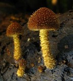 Flammulaster muricatus image