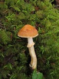 Cortinarius caperatus image