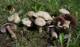 Laccaria ochropurpurea image