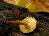 Flammulaster erinaceellus image