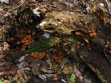 Psathyrella piluliformis image