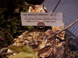 Hydnellum aurantiacum image
