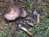 Panaeolus subbalteatus image