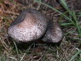 Panaeolus subbalteatus image