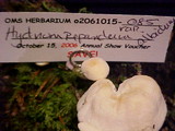 Hydnum repandum var. albidum image