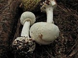 Amanita abrupta image