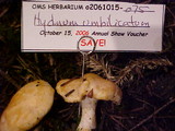 Hydnum oregonense image