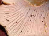 Cantharellus formosus image
