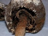 Battarrea phalloides image