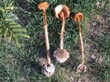 Battarrea phalloides image