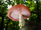 Rhodotus palmatus image