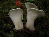 Pleurocybella porrigens image