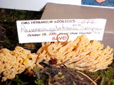 Ramaria gelatinosa image