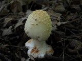 Amanita brunnescens image
