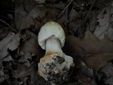 Amanita brunnescens image