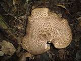 Sarcodon scabrosus image