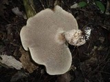 Sarcodon scabrosus image