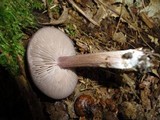 Entoloma violaceum image