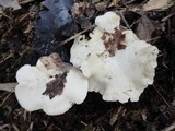 Hydnum repandum var. albidum image
