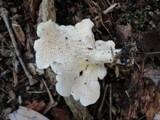 Hydnum repandum var. albidum image