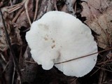 Hydnum repandum var. albidum image