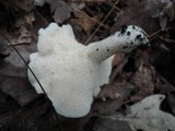 Hydnum repandum var. albidum image