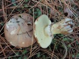 Suillus luteus image