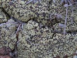 Acarospora schleicheri image