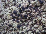 Acarospora schleicheri image