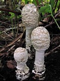 Amanita velatipes image