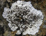 Solenopsora candicans image