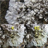 Solenopsora candicans image