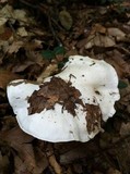 Clitocybe robusta image