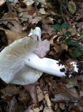 Clitocybe robusta image