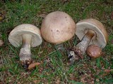 Leccinum cyaneobasileucum image