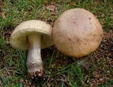 Leccinum cyaneobasileucum image