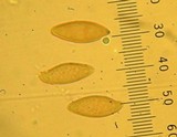 Leccinum cyaneobasileucum image
