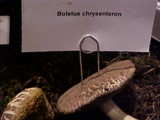 Boletus chrysenteron image
