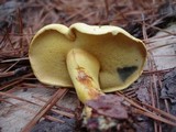 Buchwaldoboletus pseudolignicola image